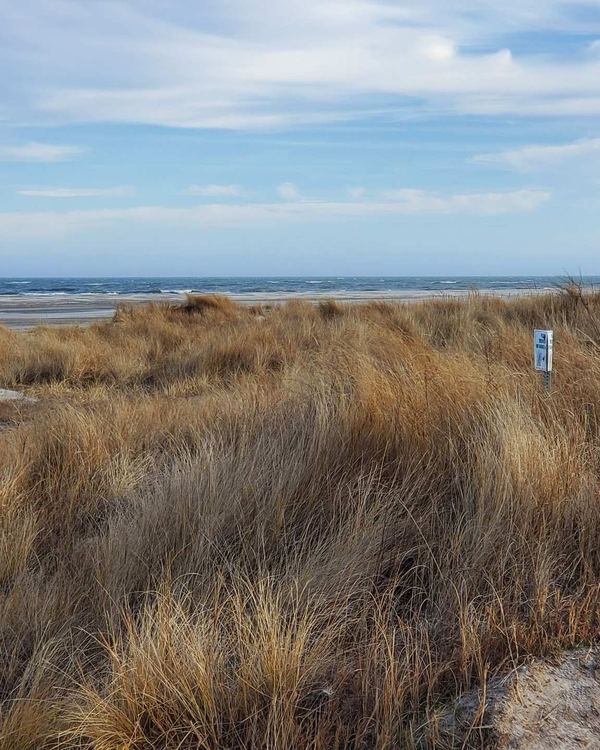 Dune grass and ocean on a South Jersey beach