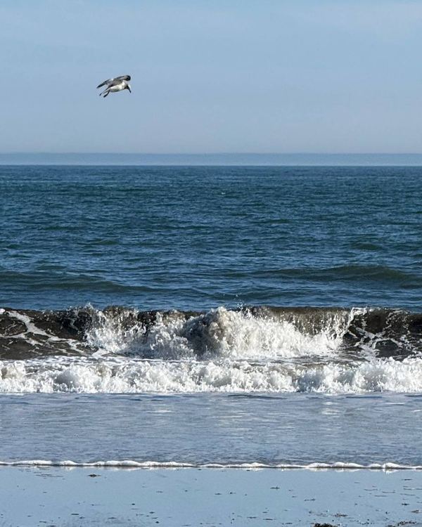 Waves rolling onto the beach in Ocean City with a seagull overhead
